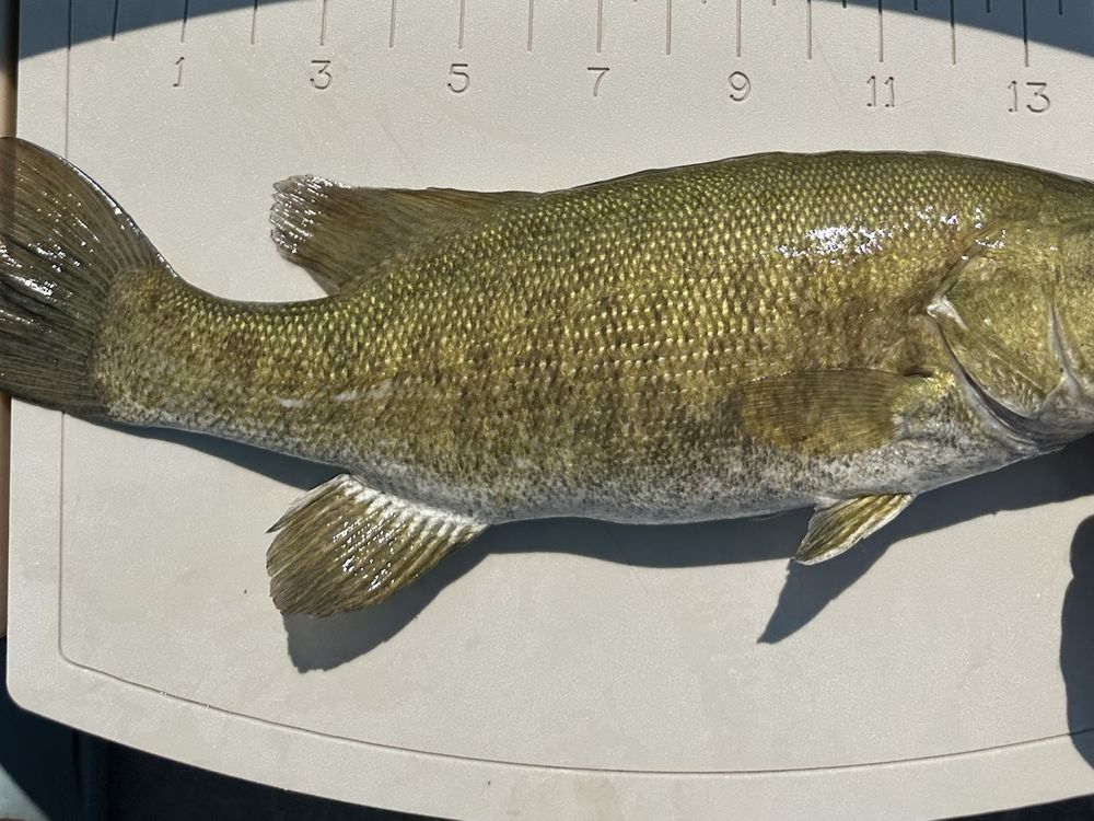 Bass caught on a Utah reservoir